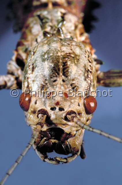 Phasma gigas.JPG - Phasma gigas (Portrait)Phasme geantGiant walkingstickPhasmatodeaPhasmidaeNouvelle-Guinée